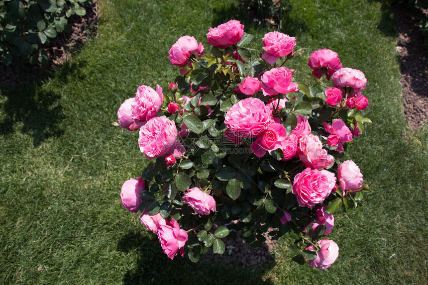 玫瑰树玫瑰花园图片