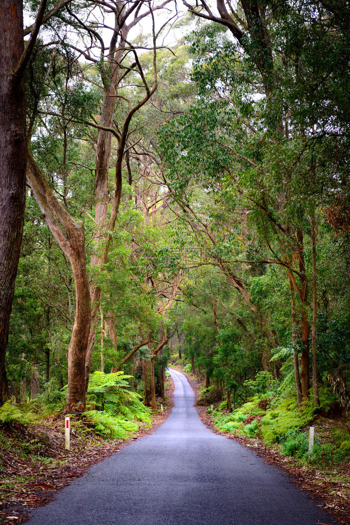 澳大利亚绿色森林的空图片