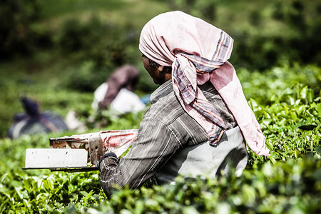 Munnar是印度最知名的茶叶资本人类发展报告图象图片