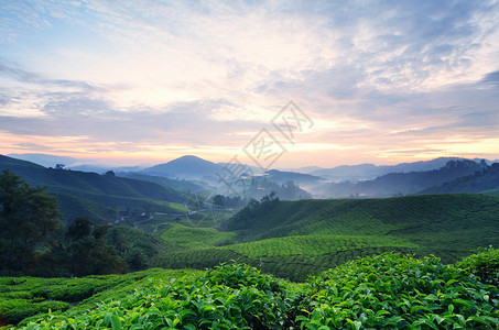 Highland茶叶种植园的美景图片