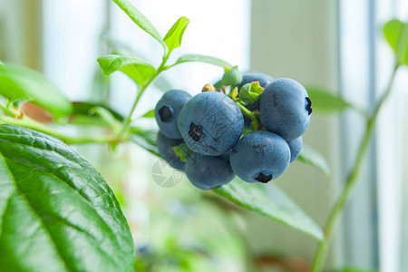 树枝上成熟的蓝莓浆果图片