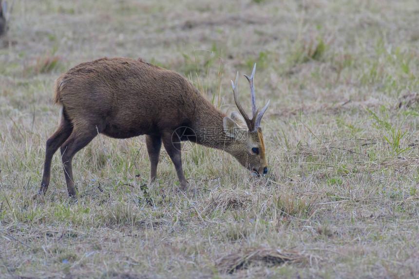 SambarDeer在森林图片