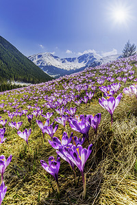 波兰塔特拉山的春番红花高清图片