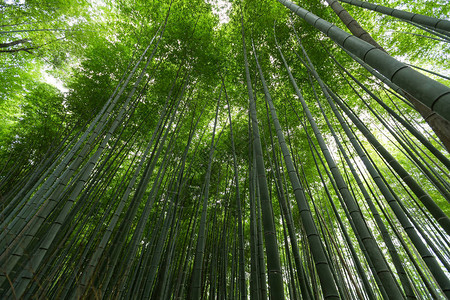 森林中的绿竹树图片