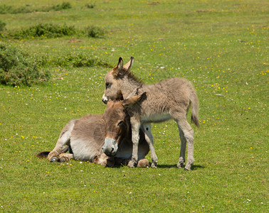 新森林汉普郡英格兰英国英国母亲和婴儿驴在夏图片