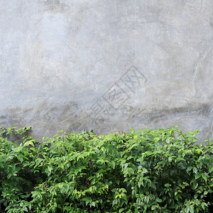 与绿色叶子的水泥墙壁纹理背景图片