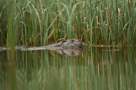 Otter在沼泽里图片