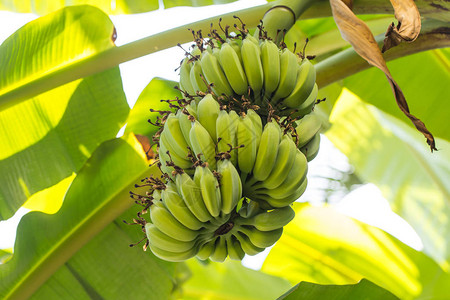 香蕉树上的绿色香蕉图片