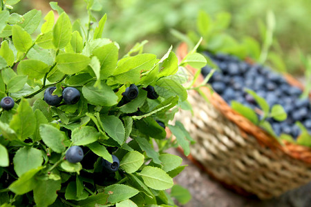 蓝莓灌木和新鲜蓝莓篮图片