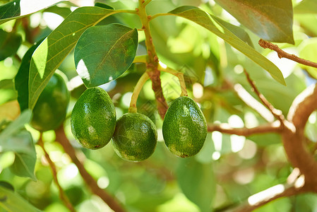 Avocado绿色植物亚沃图片