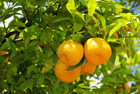 树上的橙色果实图片