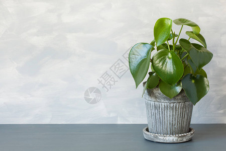 花盆里的室内植物辣椒图片