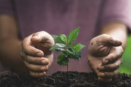 种一棵树在大自然中浇水手工种植图片