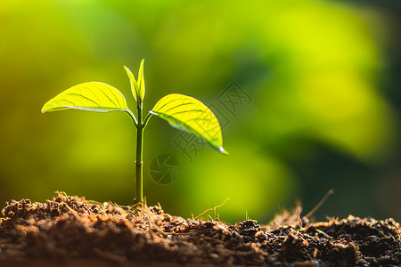 植树护拯救世界双手护着大自然中的幼图片