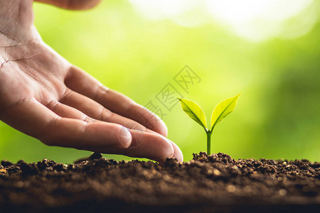 种植树苗幼手种植并照顾树木在大自然中图片