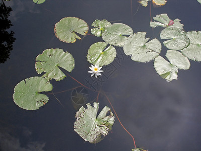睡莲和湖上的百合图片