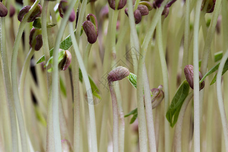 一群绿大豆芽长茎和绿树图片