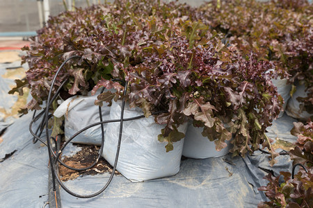 种植蔬菜农耕田采用滴灌溉系图片