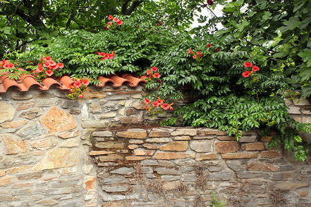 老石墙与鲜花背景图片