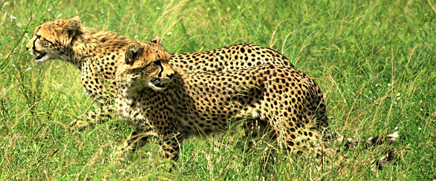 两只猎豹横穿肯尼亚Samburu国图片
