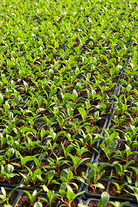 沙拉种植场在传播期间将一排小叶绿树苗图片