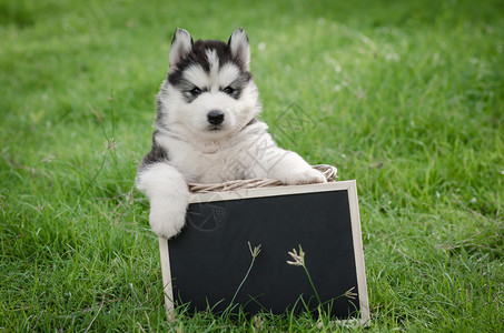 可爱的西伯利亚哈士奇小狗在绿背景图片