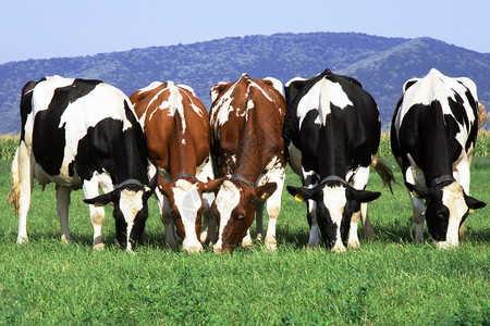 在田野上吃草的牛群图片