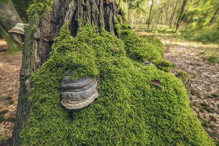 森林树桩上的真菌和苔藓图片
