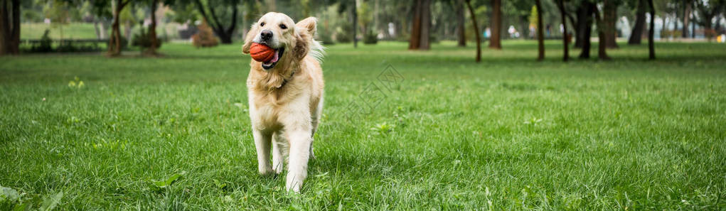 有趣的金毛猎犬在绿色草坪上带着球跑图片