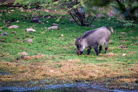 印度兰坦博尔公园印度野猪或SusscrofaCreifa图片