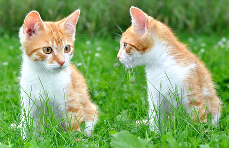 草丛中的两只幼猫图片