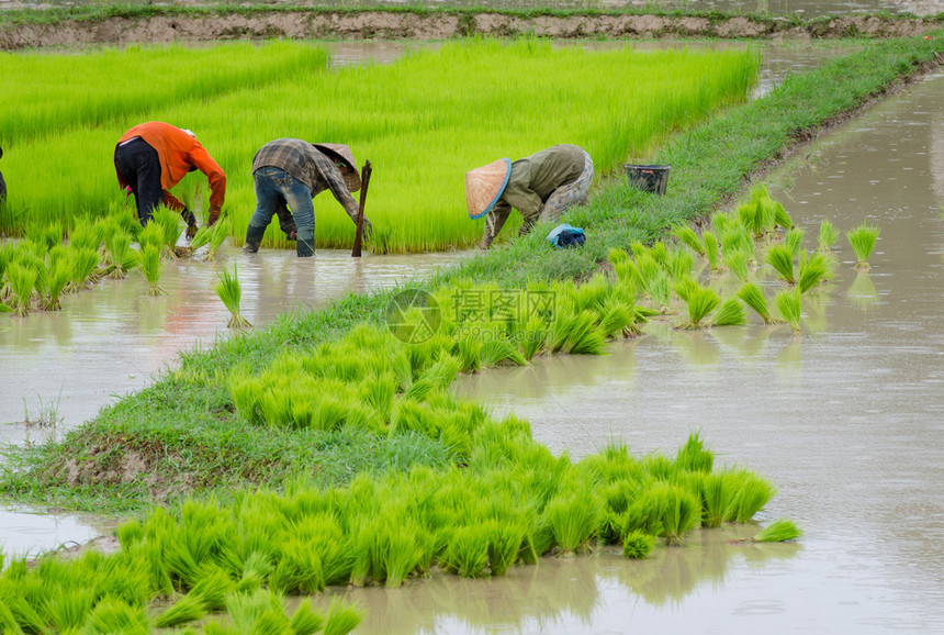 老挝农民在稻田上种植老挝图片