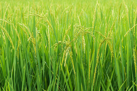 大米芽准备在大米田种植有选择图片