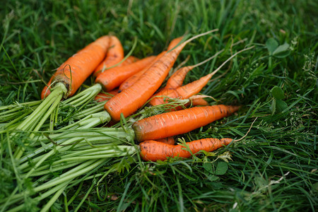 新鲜收获和冲洗的胡萝卜在绿草上烘干Locavore当地耕图片