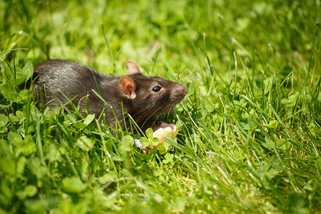 啮齿动物宠老鼠在草丛中吃蛋糕图片