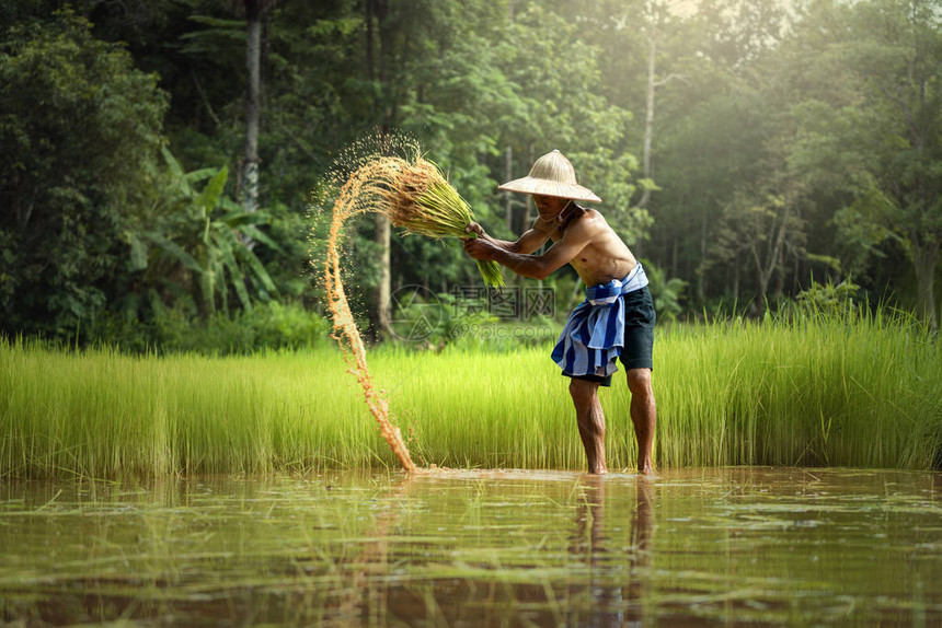 泰国农民务农除去绿树苗种植在稻田图片