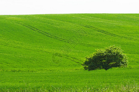 绿草自然景观中的小树背景图片