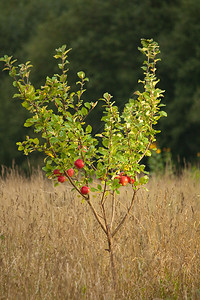 大自然中的小苹果树图片