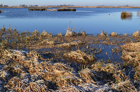 大自然在荷兰用水和草地保护绿焦克河图片