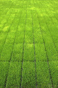 用机器种植水稻的幼苗图片