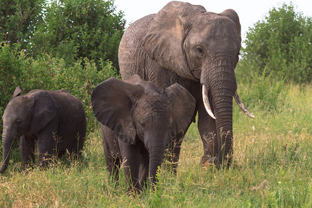 大象和大象婴儿坦桑图片