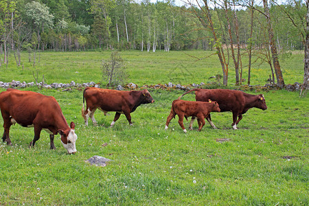 在爱沙尼亚Saaremaa岛的一个农村草原图片