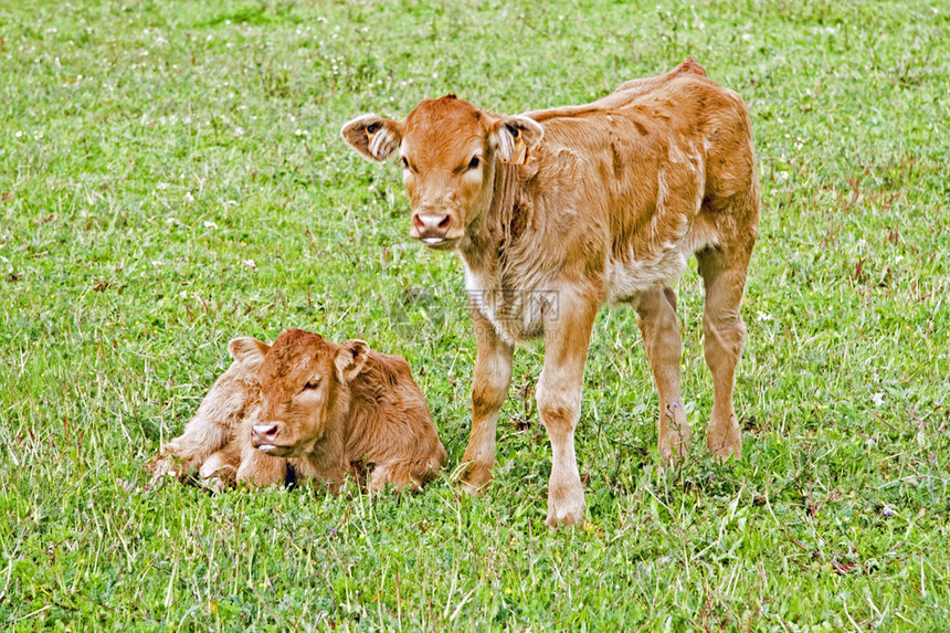 春天上刚出生的小牛图片