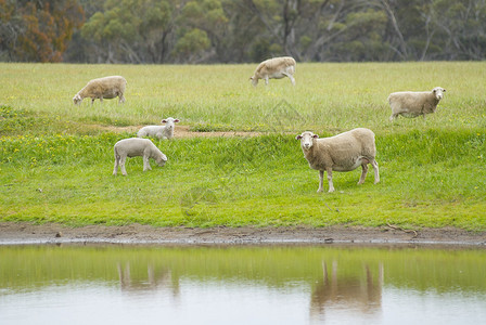 澳大利亚农村大坝在草地图片