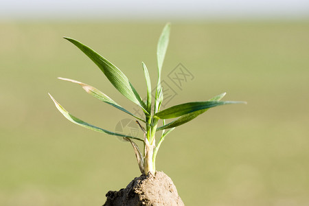 肥沃土壤中种植小麦的幼苗图片