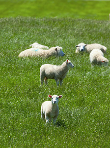 在新西兰牧场放牧的绵羊图片