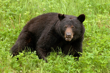年轻的美国黑熊乌苏斯美州安息图片