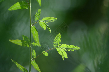 绿叶名称是敏感的植图片