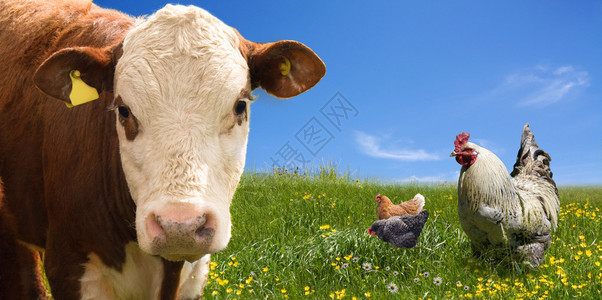 农场动物绿地上的图片