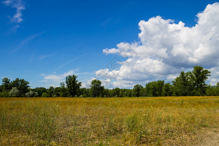绿树草地和蓝天的夏日风景图片